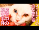 オッドアイの白たぬき、療養中の脱走事件