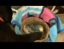 ヒナのいんこを狙うくろねこちゃん