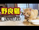 ちゅ〜るで食欲倍増？【野良猫】