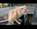 水道水しか認めない野良猫に「蛇口開けて」って頼まれたｗｗｗ