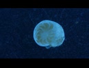 【37倍速】 Ep. 39 露わになった 南極海の氷の下【1分にまとめました】