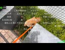 [横山緑]レンタル犬をつかって女性と絡もうとする