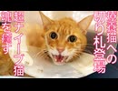 療養猫への切り札、傷ついた猫の魂を癒す