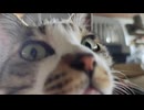毛づくろいねこ