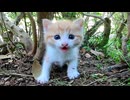 草むらで遭遇した子猫がかわいすぎた【癒し注意】