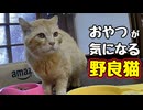 【野良猫】にも 好みがあるようです…