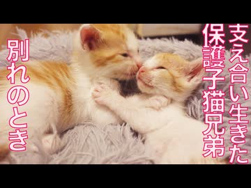 ミニミニ保護子猫、共に生きた兄との別れのとき