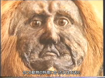 ホモと学ぶ珍品コレクション