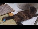 さまよえる金玉（雌猫）