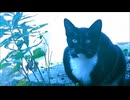 猫と川とゆらゆら流れる水