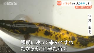 バナナですか？いいえ「ウナギ」です