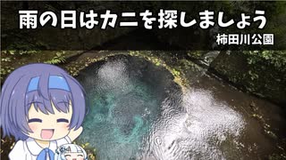 雨の日はカニを探しましょう