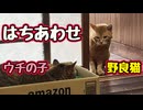 まさかのタイミング…【野良猫】
