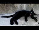 野良かと思ったら構ってちゃんだった黒猫が可愛すぎた件