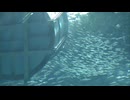 「さらにダイナミックなショーをお披露目したい」2万匹のイワシ　バケツリレーで水族館にお引っ越し