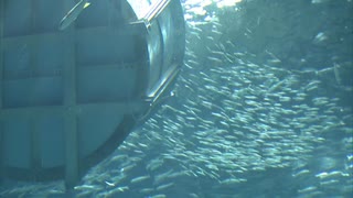 「さらにダイナミックなショーをお披露目したい」2万匹のイワシ　バケツリレーで水族館にお引っ越し