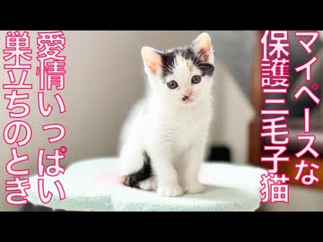 マイペース三毛子猫、幸せへの巣立ち