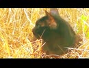 草の中の黒猫