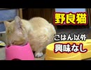 さすがボス猫…【野良猫】