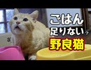 おやつまで食べといて…【野良猫】