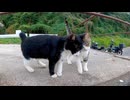 【癒し】港で見つけた野良猫コンビが尊すぎた件