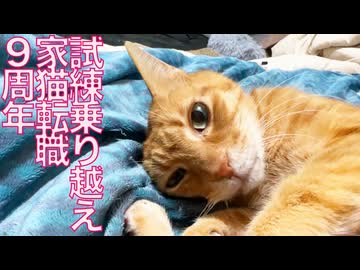 試練続きのベテラン子猫、支えられての家猫9周年
