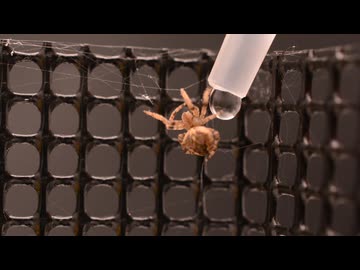 オニグモに水を飲ませられなかっただけの動画
