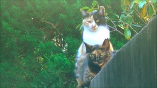 母のサビ猫と並ぶ三毛猫