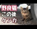 【野良猫】とうとう縄張り争い？