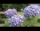 7万5000株を楽しめる「若松あじさい祭り」北九州市の高塔山公園で開催