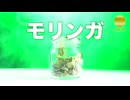 【CBDハーブ】でよく使われる美味しい種類を紹介!!