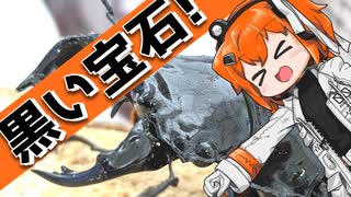 【クワガタ飼育】アフリカの宝石の繁殖を試みる足立レイ