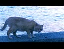 歩く猫と海