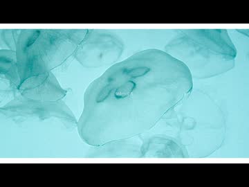 また廻ってる/初音ミク