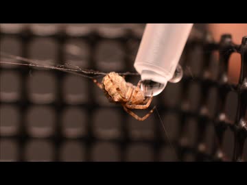 オニグモに水を飲ませるだけの動画