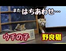 ダンボールが良いようで…【野良猫】