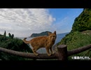 島をバックに一本丸太をてくてく歩く猫たち