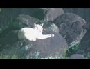岩の上でお昼寝の猫