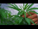 日本の大麻事情を完全解説!!今夜日本の歴史が覆る