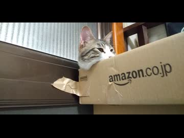 ダンボールの中が寝床の猫ちゃん