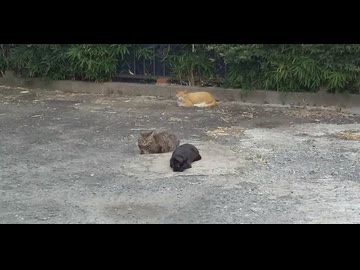 外の猫ちゃん3匹揃って