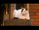 ６時頃、ここが三毛猫の指定席