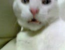 返事する猫　Part４