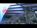 傘と猫は雨を見たかい？