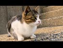 フェンス付近が縄張りの猫たち