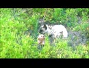 草の中の猫とメンフクロウ？