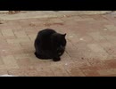 城北公園通で撮影した猫の映像