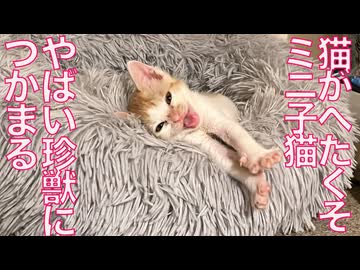 貧弱ミニ子猫、謎の珍獣に捕まる　