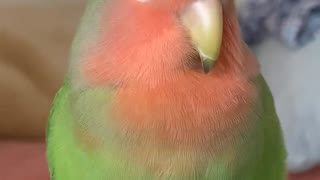 おすわりしてウトウトしてるコザクラインコ