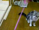 ねこじゃらし